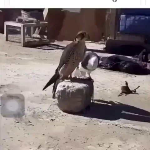 A Pigeon Trying To Court A Falcon