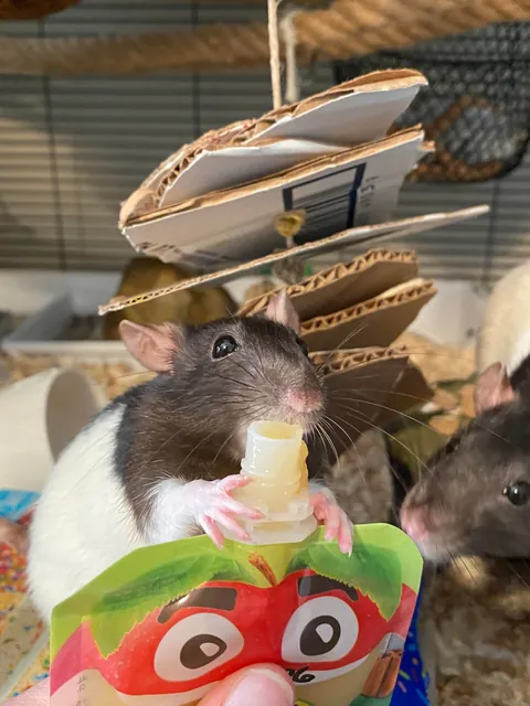 I CANNOT keep my rats out of the couch