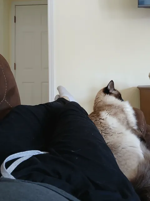 We adopted a rescue siamese that was supposed to be a short-hair... turns out she was just really malnourished (slideshow)