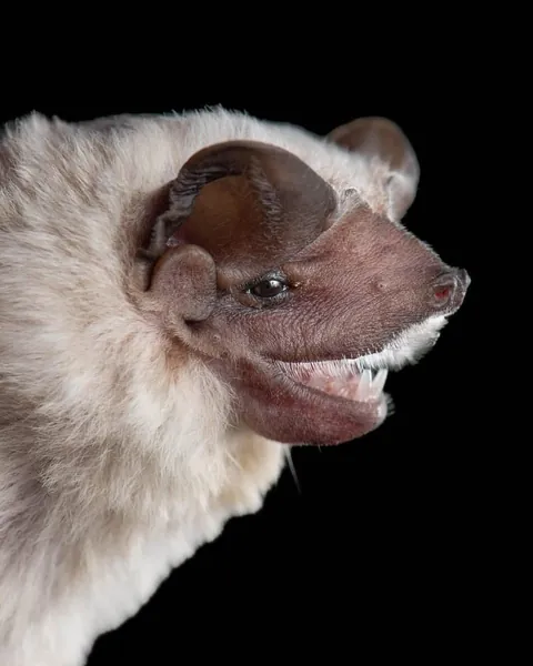 🔥Bats come in different sizes and shapes 🔥