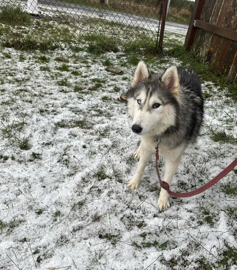 Her first snow was actually just her first hail. The disappointment is real 