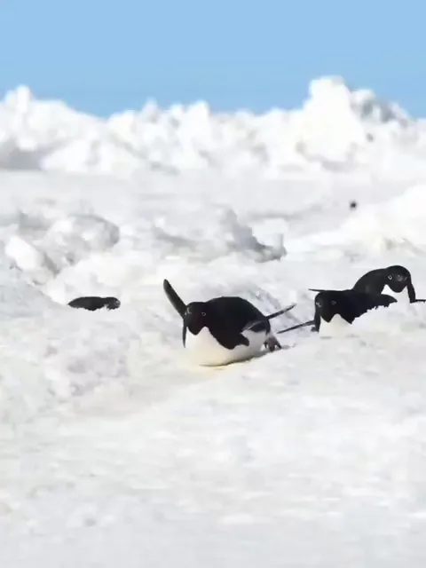 🔥 Penguin slip 'n slide