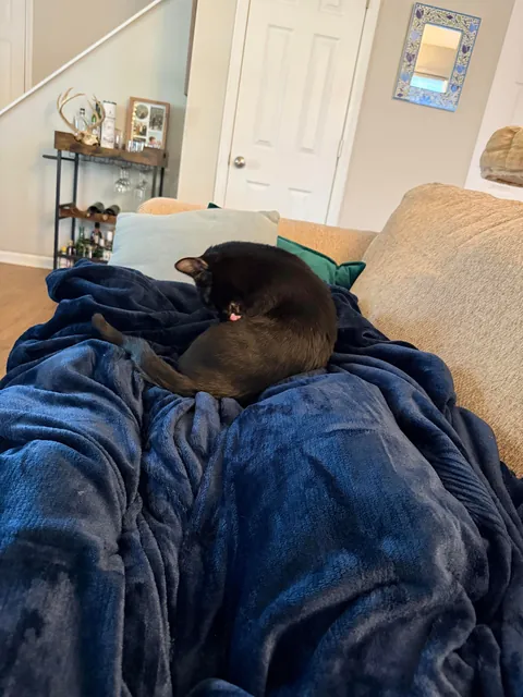 Can cats sense when you’re injured?