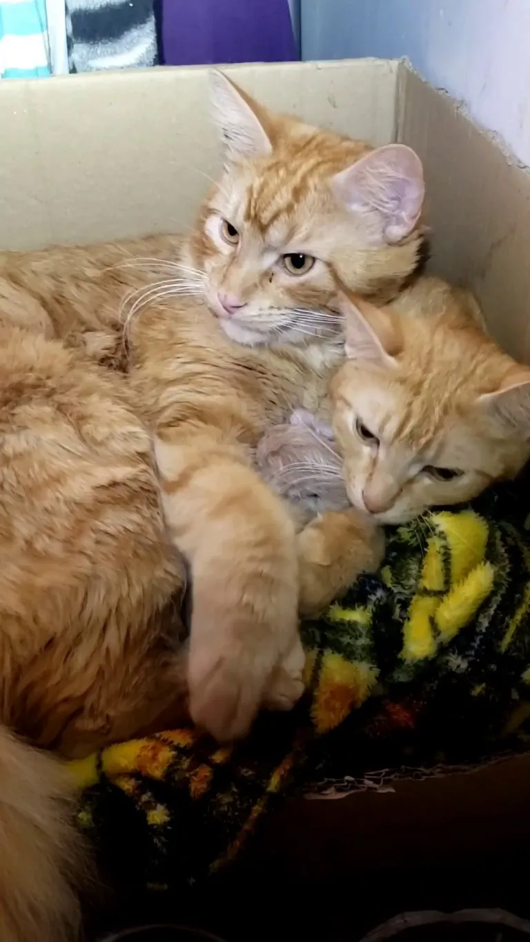 5 HOUR OLD KITTENS - Leo has Been an Amazing CAT DADDY- He Helped Moxie Through Labor, Cleaned His Kittens, and Barely Leaves Her Side -So glad we let this bonded pair experience parenthood once before getting them fixed.