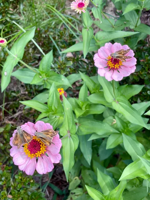 Happy Thursday from my pollinator garden!
