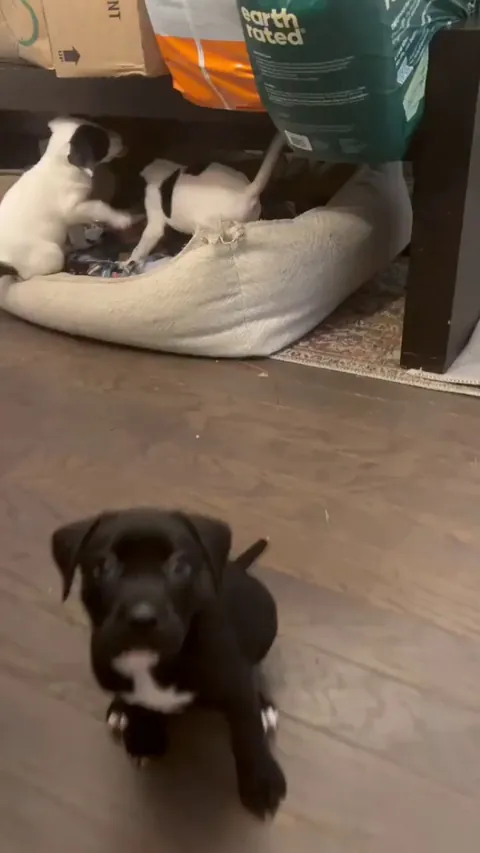 This puppy recently learned that sitting gets her a treat so now she follows her human around doing a squat every few feet.