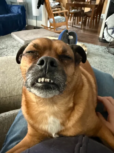 This is Fitz. He’s my wife’s dog. When she goes to work, he reminds me that I’m a poor substitute.