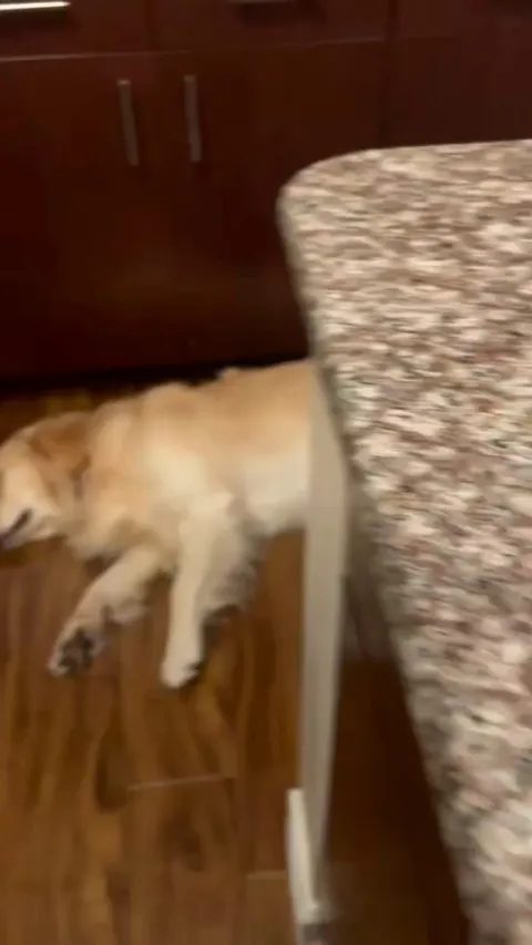 The dog only react to one sound.