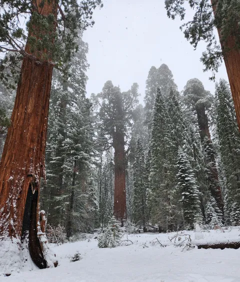 General Sherman, the largest tree in the world by volume in Sequoia National Park CA [OC] [3000x3529]