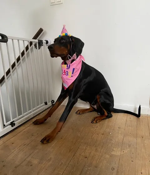 My fav funny pics of my two dogs Athena and Aurora