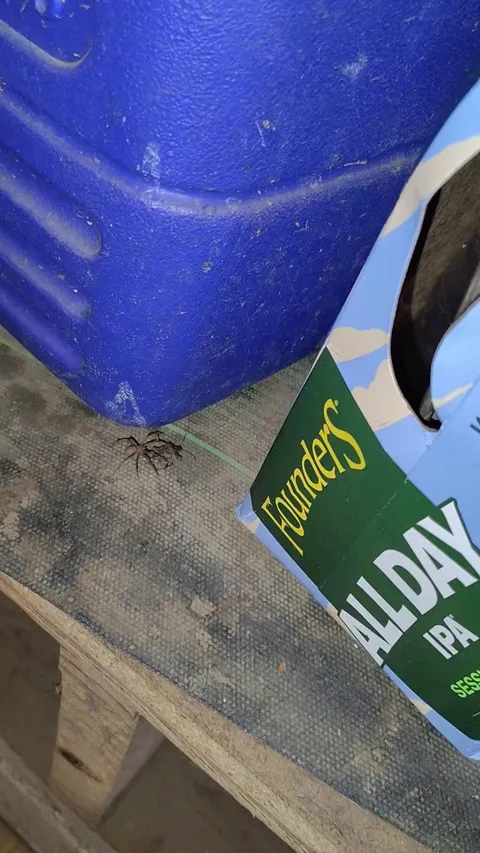 🔥Stinkbug killer - Central Ohio I need more of this spider in my life