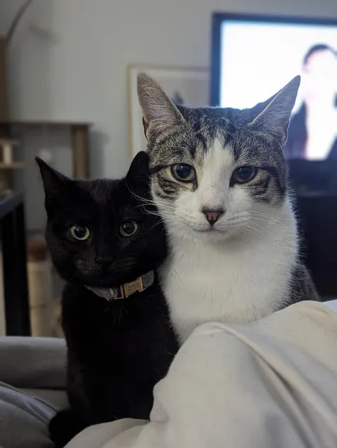 thought they will be fight each other, turns out they love each other💕