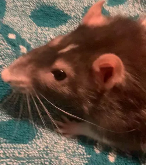 Is it okay to kiss a pet rat