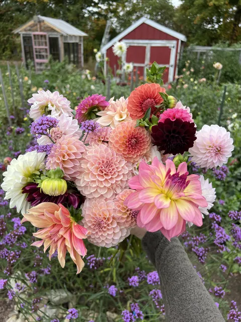 A bouquet I picked for my MIL ♥️