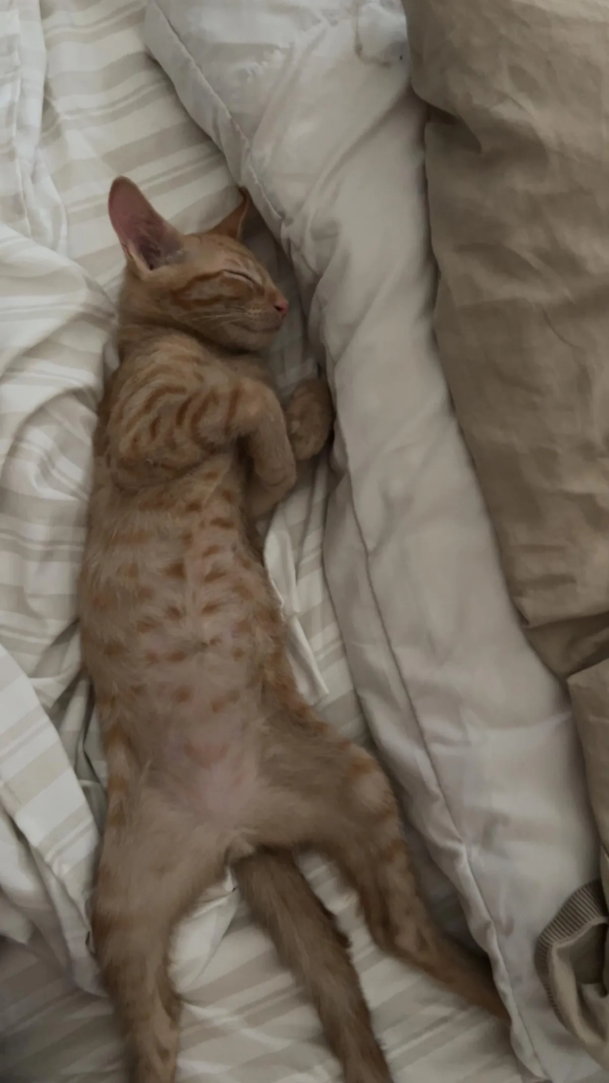 I got my first cat a few weeks ago!