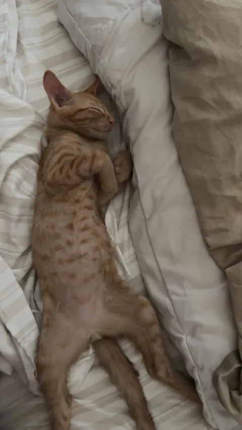 I got my first cat a few weeks ago!