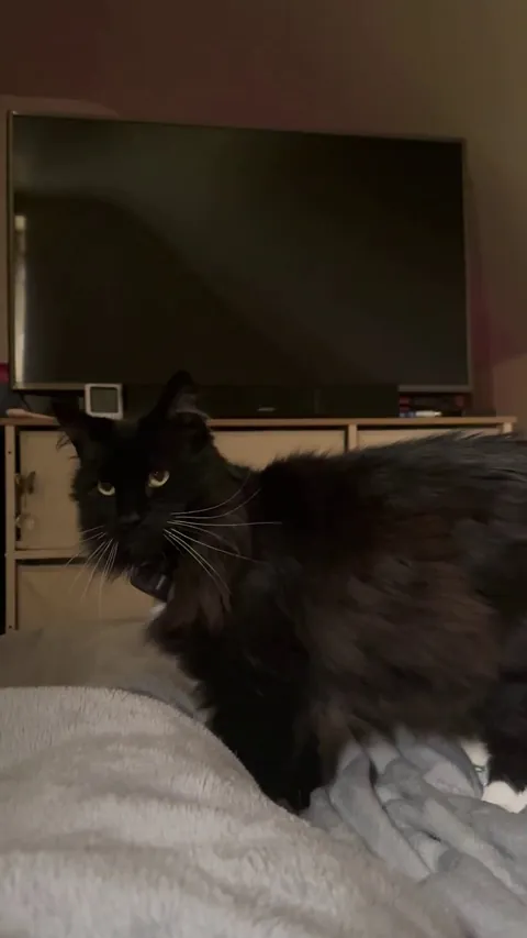 My sweet senior asking for food