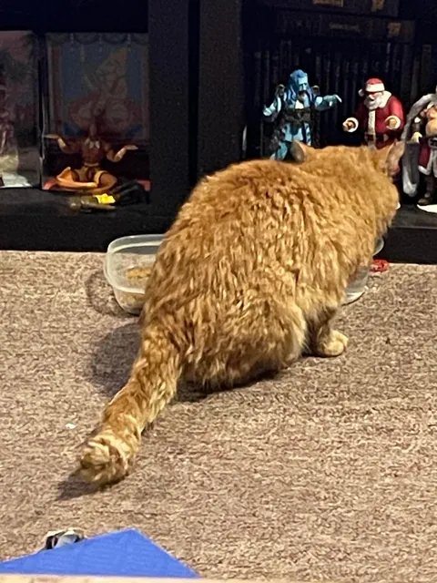 The poor little dude was screaming at our front door during the ice storm. He ended up getting real comfy real quick.