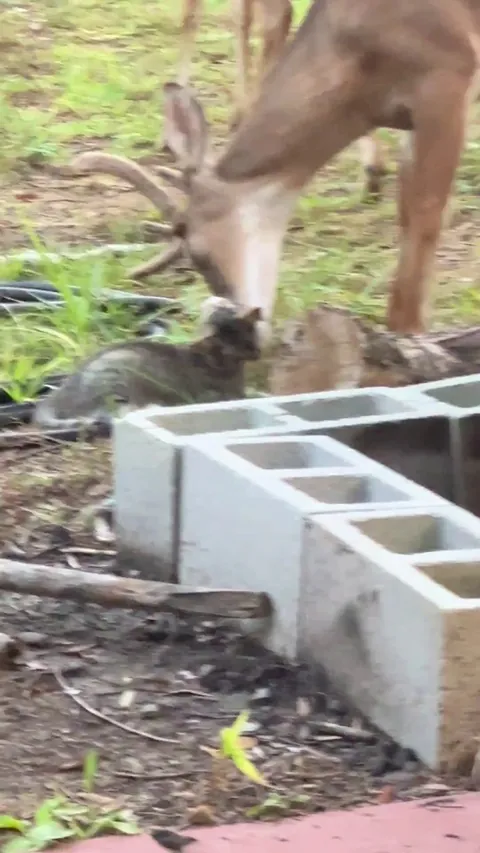 Becoming Deer Friends