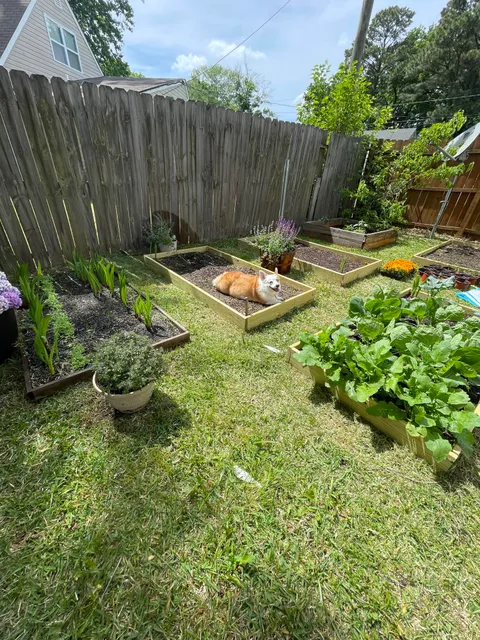The biggest potato I’ve grown this year