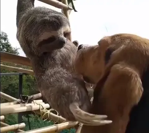 A sloth trying to understand what that other creature is