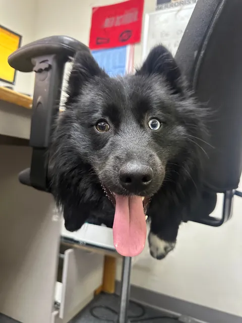 The many faces of a goofy 1 year old Australian Sheppard / American Eskimo (Auskimo?)