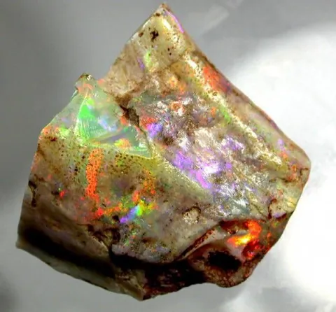 🔥 Opalized Fossils 🔥