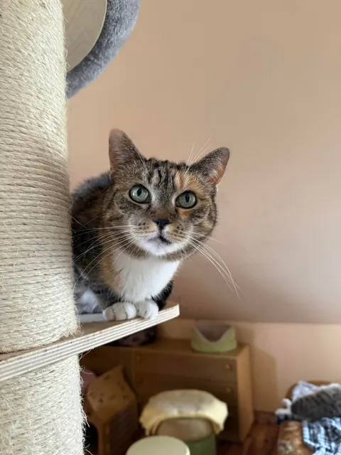 I spent Easter Monday at the cat hospice and have no regrets