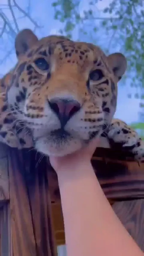 Boops for big cats, and an hyena