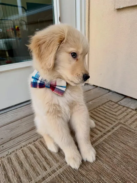 Just a little bit of sunshine in a bowtie