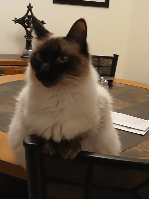 We adopted a rescue siamese that was supposed to be a short-hair... turns out she was just really malnourished (slideshow)