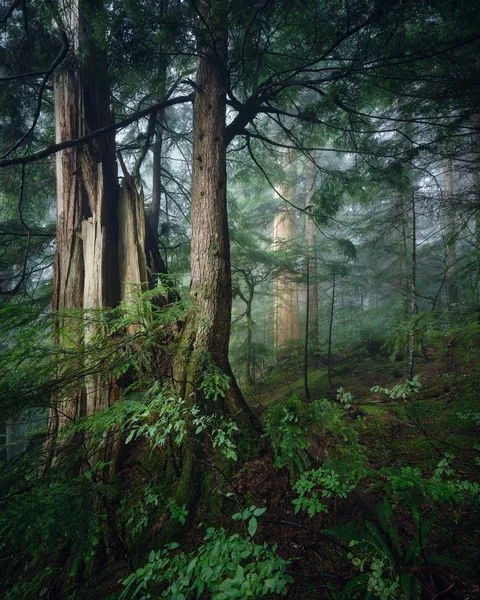 Vancouver's north shore, BC, Canada (OC) (1520x1900)