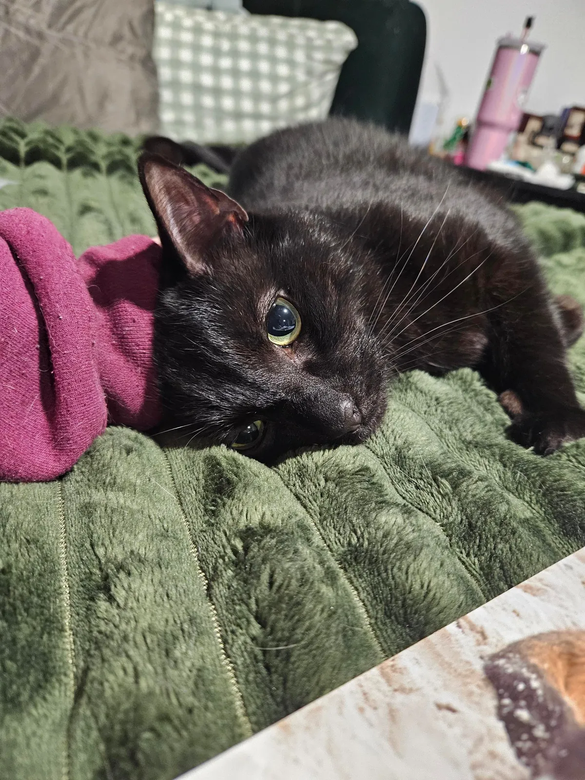 Had to take my Ernie to the emergency vet last night for the first time