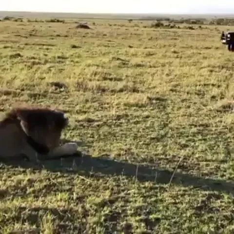 After going through difficult times and outliving all the lions of their generation, two veterans, Lolparpit and Olbarnoti, reunite for a personal moment of affection