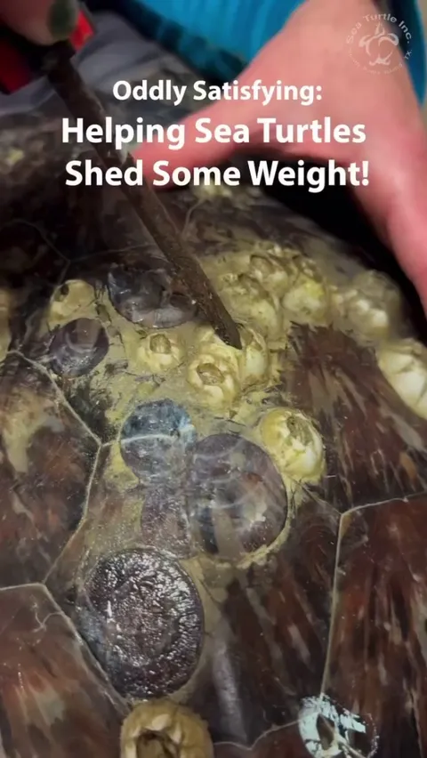 Helping Sea Turtles shed some weight