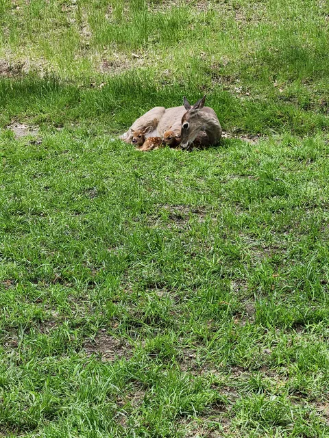 Oh, we're posting fawns now? Understood, here's a mama and her twins about 20 minutes after they were born in WI