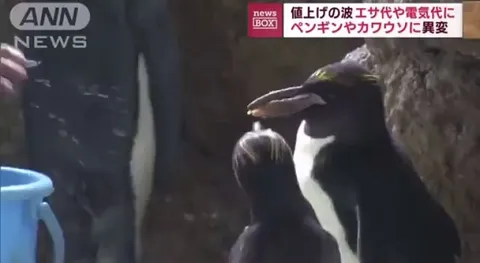 An aquarium in Japan has changed the diet of its penguins and otters due to rising costs, and the animals are refusing to eat the cheaper fish