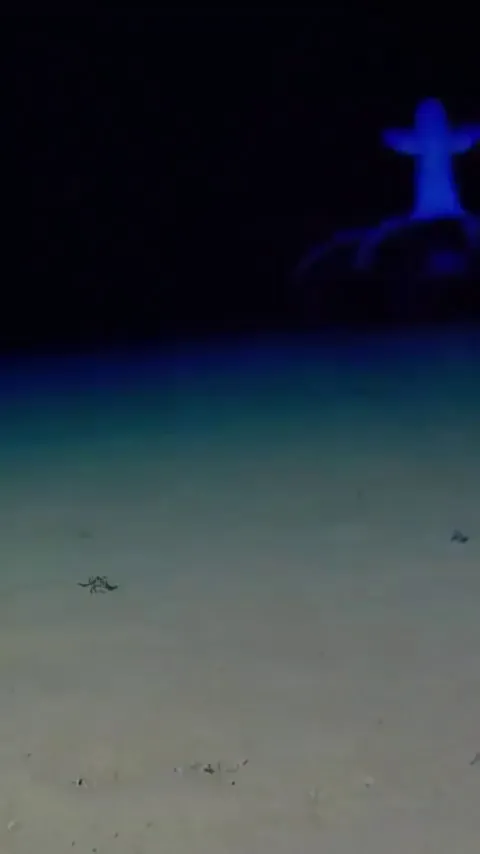 🔥The deep sea Vampire Squid (sped up)