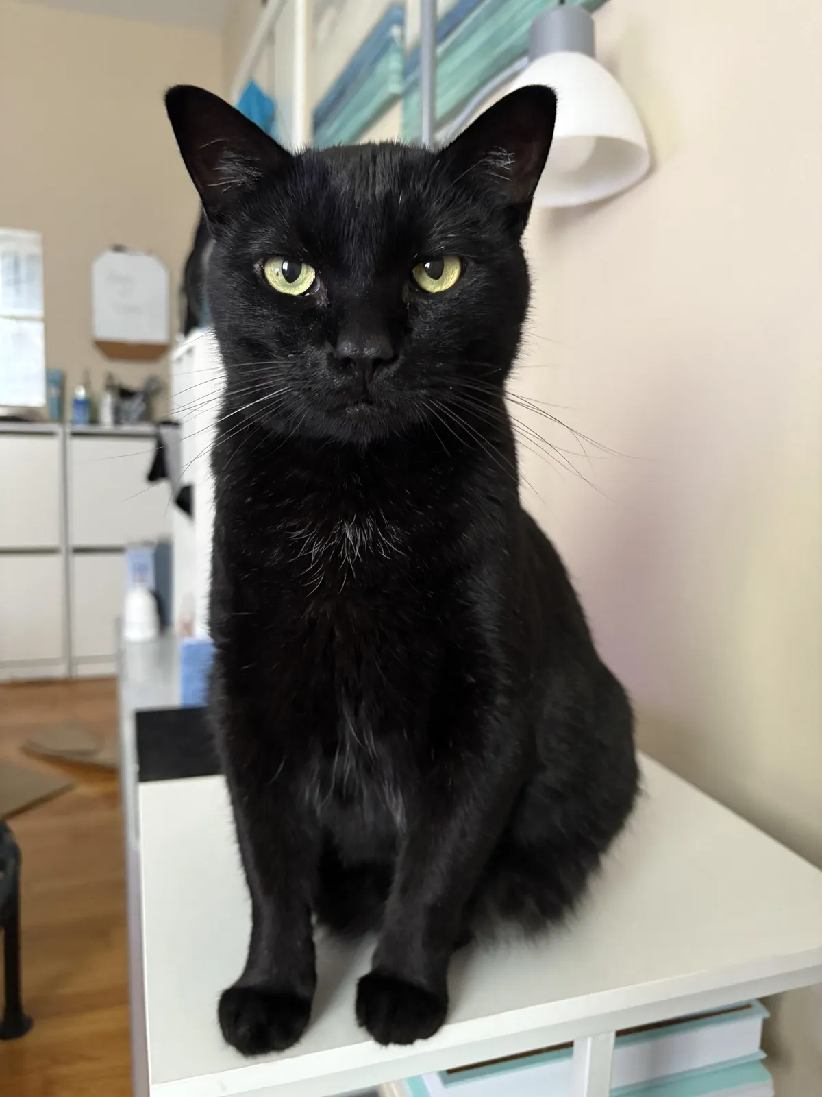 My perfect little boy 😸