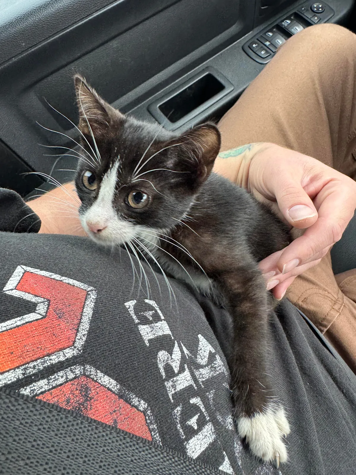 This little guy chose me at the gas station. He started crying out when he saw me, he was perched atop a tire of someone’s car at the gas pump. Everyone meet Smoochie!