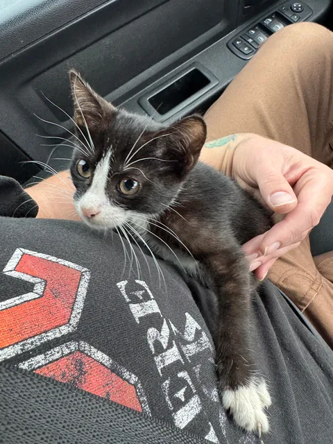 This little guy chose me at the gas station. He started crying out when he saw me, he was perched atop a tire of someone’s car at the gas pump. Everyone meet Smoochie!