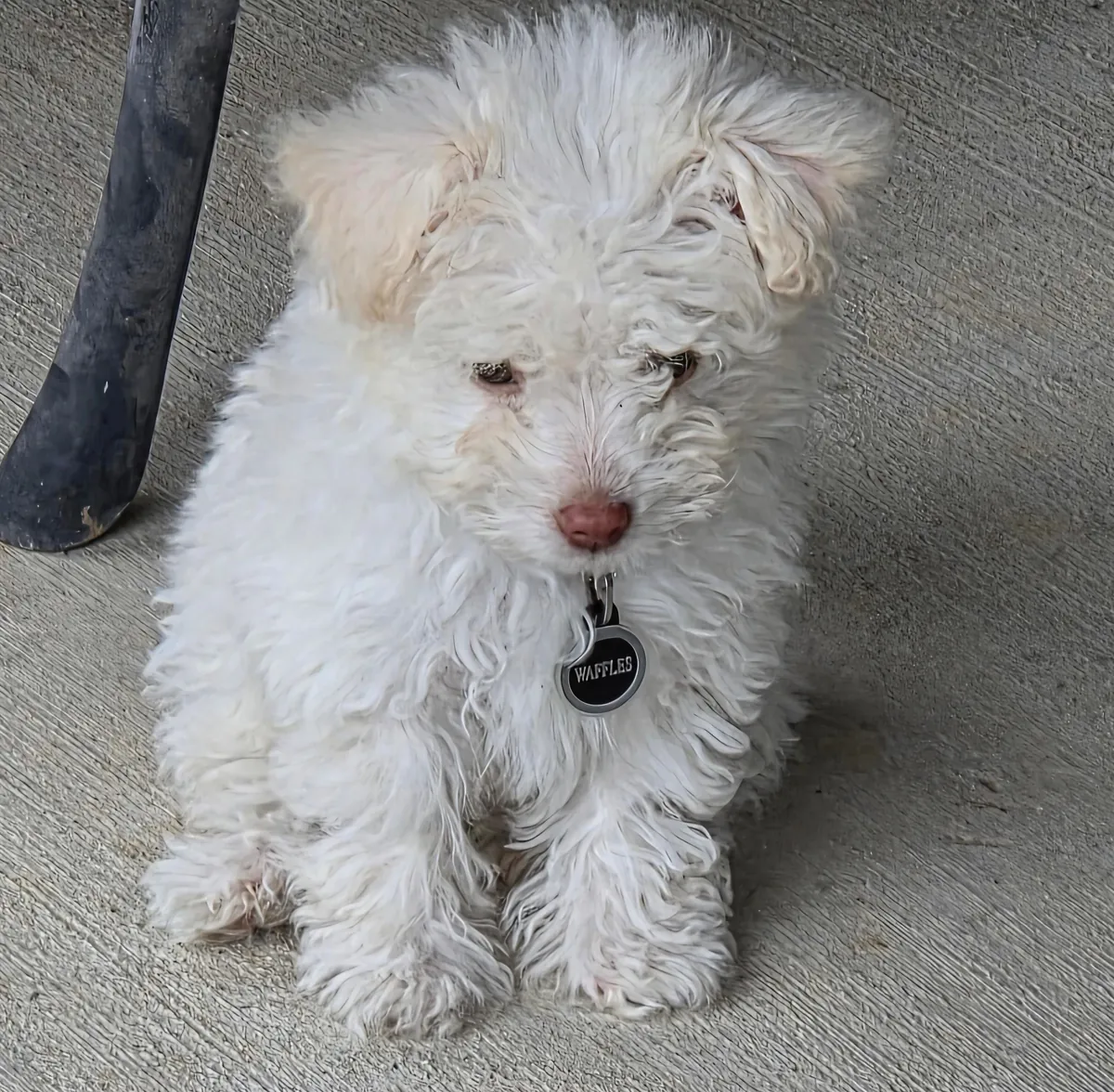 Another order of Waffles