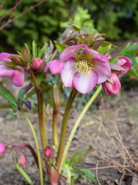 Hellebores from my Serbian garden. 🌸