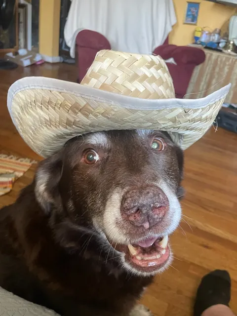 Look at this farmer puppy 