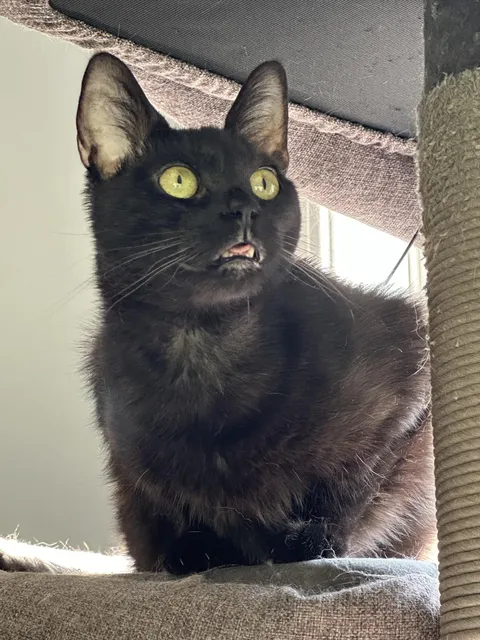 The shelter was going to send her off to be a barn cat. Now Buffet chases me down when I’m having panic attacks so we can snuggle.