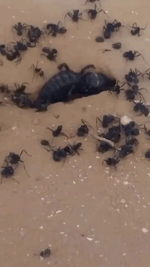 Rampaging Solifugae surrounded by Ant corpses