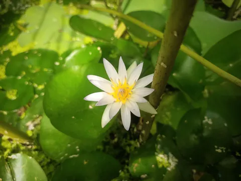 My lotus &amp; water lily bloomed together today