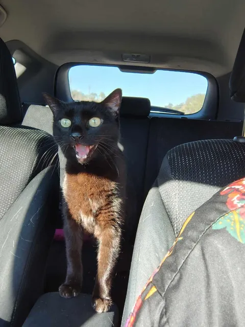 Juliet clawed her way out of the carrier &amp; screamed for 200 miles