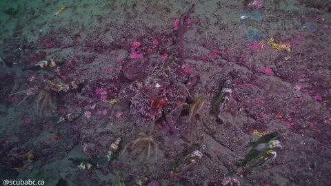 🔥 Giant Pacific Octopus Out for a Stroll With Its Entourage of Rockfish - [OC]