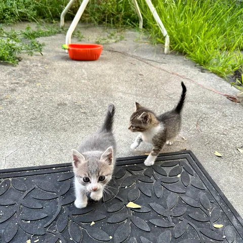 The way they look up at you with their whole heart